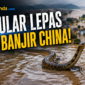 900 ular lepas saat banjir di China