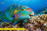 Fakta unik ikan kakaktua (parrotfish)