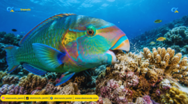 Fakta unik ikan kakaktua (parrotfish)
