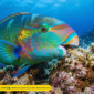 Fakta unik ikan kakaktua (parrotfish)