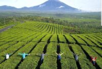 wisata sight-doing di Jambi
