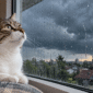 kucing bisa memprediksi cuaca